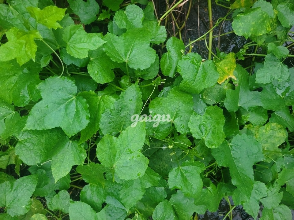Kiều Mây 2k , xinh gái dể thương vào đời.